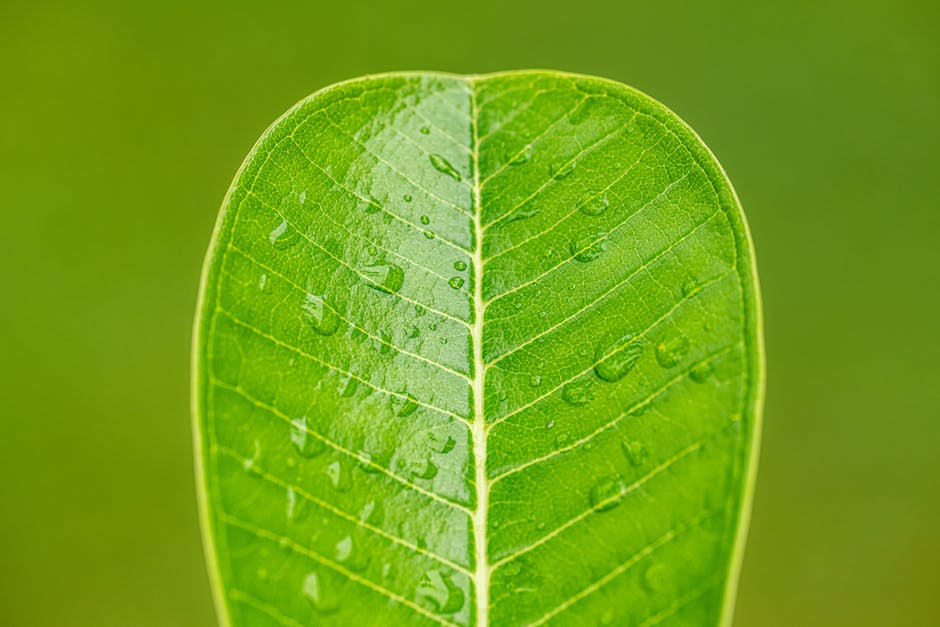 Pflanzen ernähren sich von Kohlenhydraten, Proteinen, Mineralien und Wasser