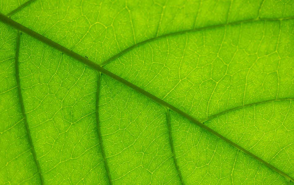 Pflanze benötigt Stickstoff, Wasser, Kohlendioxid und Sonnenlicht für die Fotosynthese