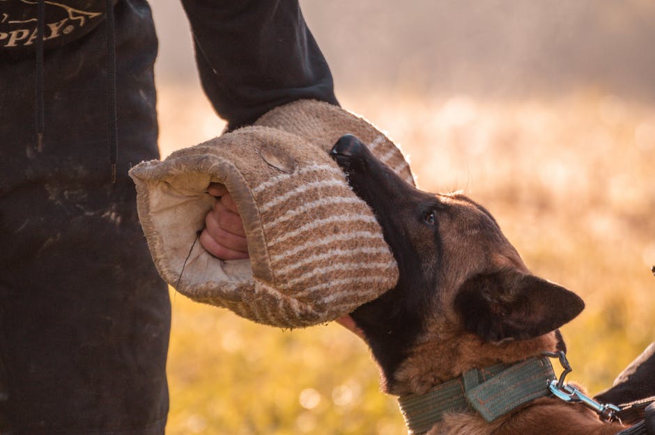 So wählen Sie einen Hundefreundlichen Couchstoff aus