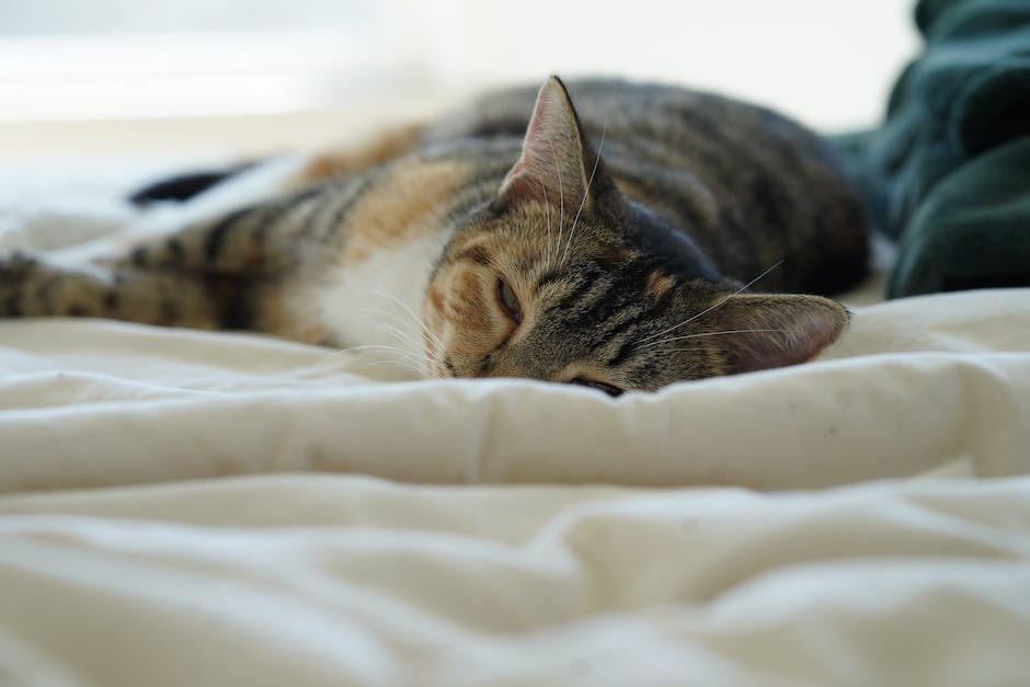 Sofa mit Kratzschutz für Katzen