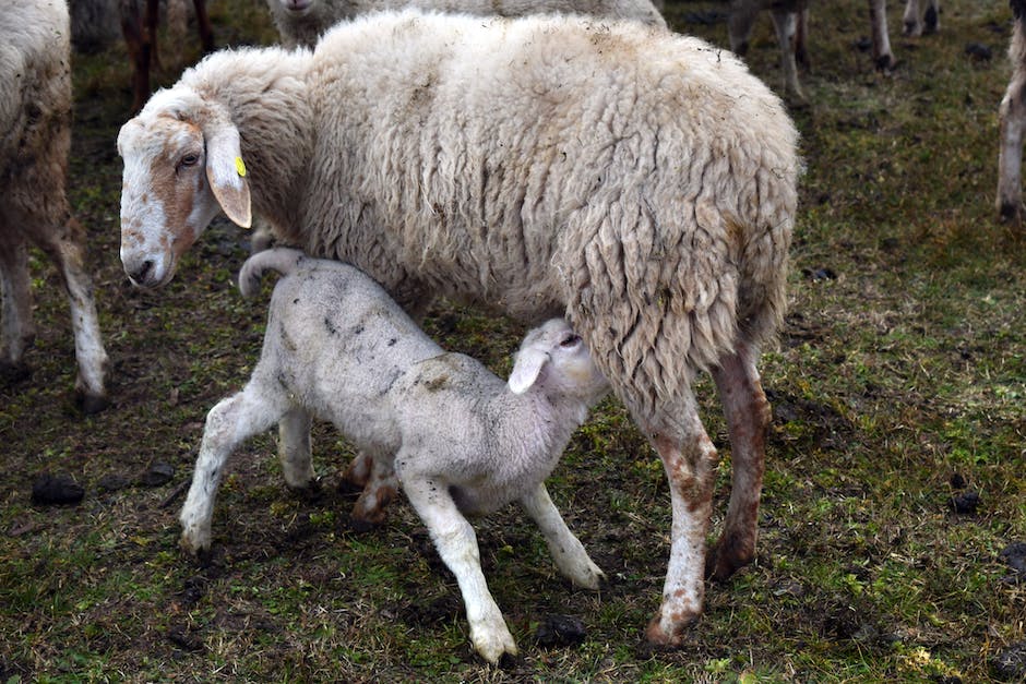 Muttermilch und blähende Stoffe: wie lange sie im Körper bleiben